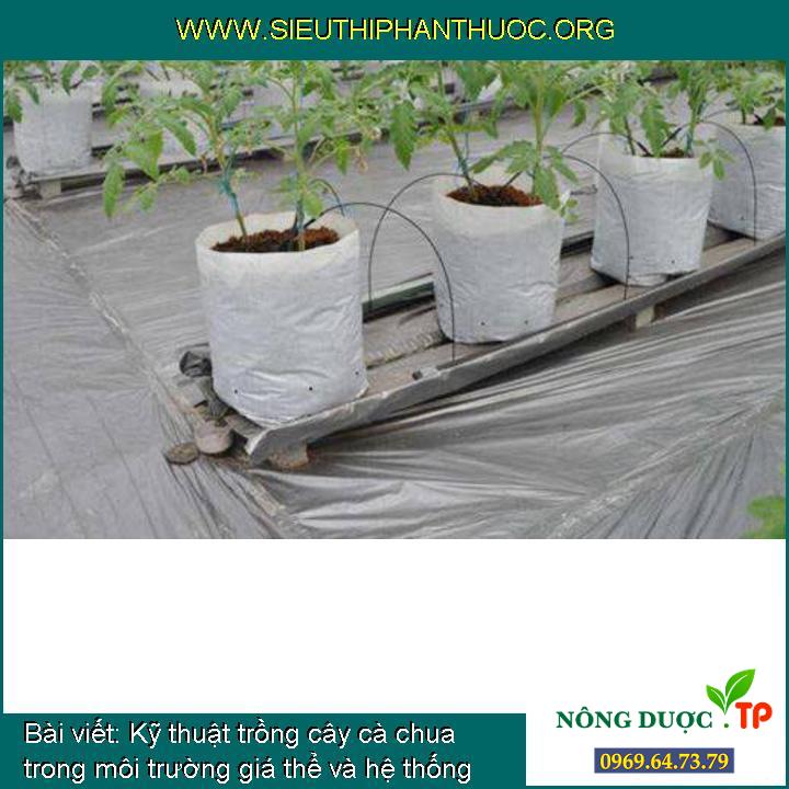 Kỹ thuật trồng cây cà chua trong môi trường giá thể và hệ thống tưới nhỏ giọt