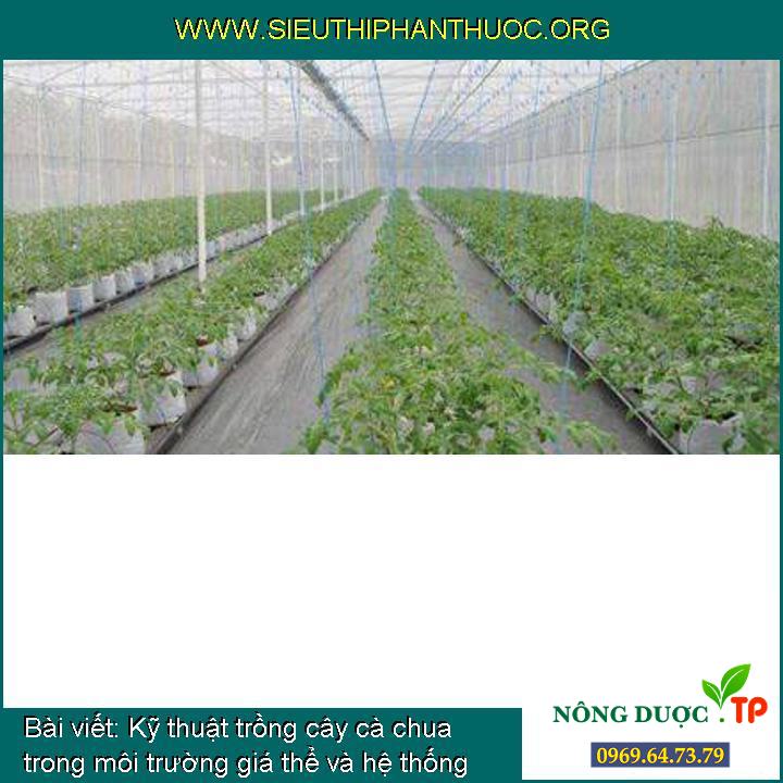 Kỹ thuật trồng cây cà chua trong môi trường giá thể và hệ thống tưới nhỏ giọt