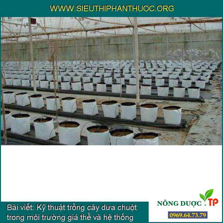 Kỹ thuật trồng cây dưa chuột trong môi trường giá thể và hệ thống tưới nhỏ giọt