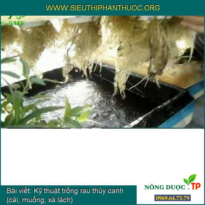 Kỹ thuật trồng rau thủy canh (cải, muống, xà lách)