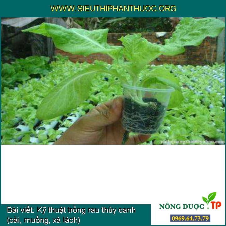 Kỹ thuật trồng rau thủy canh (cải, muống, xà lách)