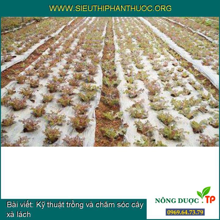 Kỹ thuật trồng và chăm sóc cây xà lách