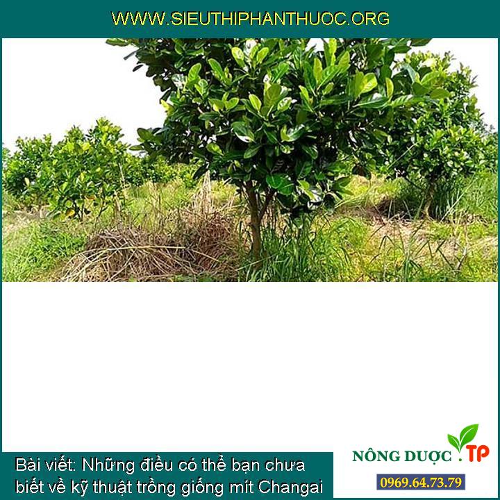 Những điều có thể bạn chưa biết về kỹ thuật trồng giống mít Changai (P1)