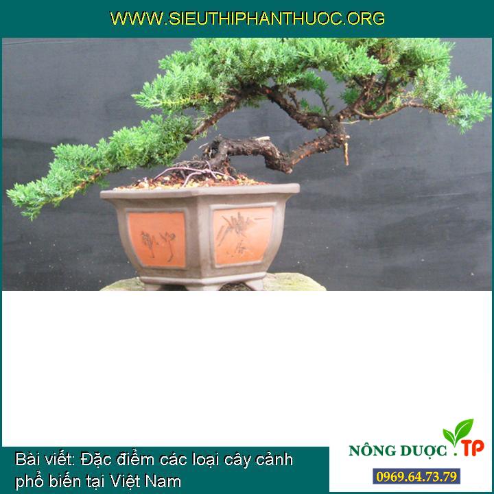 Đặc điểm các loại cây cảnh phổ biến tại Việt Nam