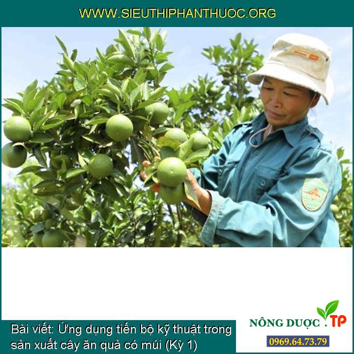 Ứng dụng tiến bộ kỹ thuật trong sản xuất cây ăn quả có múi (Kỳ 1)