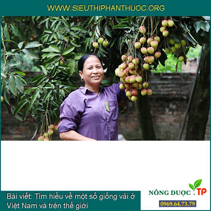Tìm hiểu về một số giống vải ở Việt Nam và trên thế giới