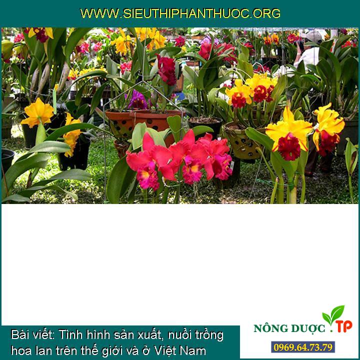 Tình hình sản xuất, nuồi trồng hoa lan trên thế giới và ở Việt Nam
