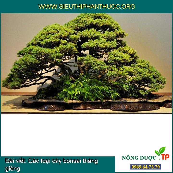 Các loại cây bonsai tháng giêng