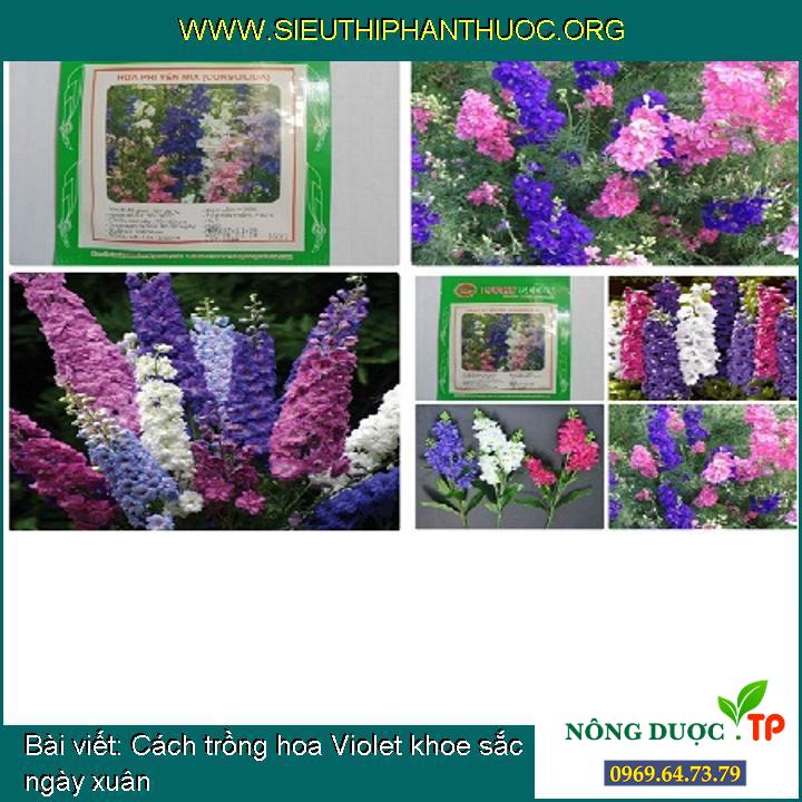Cách trồng hoa Violet khoe sắc ngày xuân