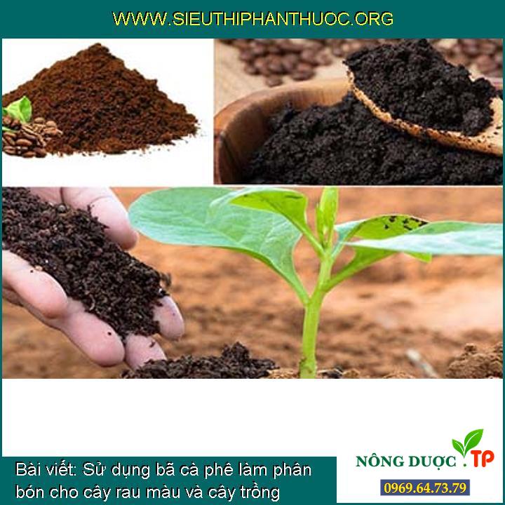 Sử dụng bã cà phê làm phân bón cho cây rau màu và cây trồng quanh nhà