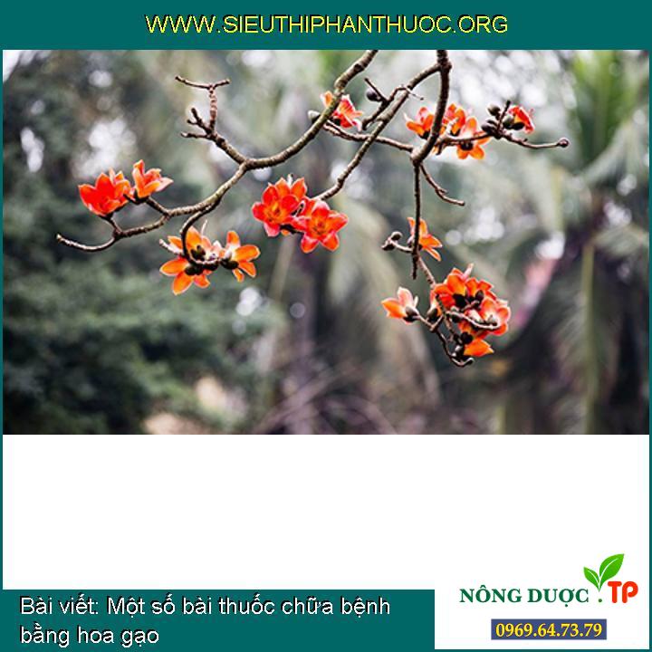 Một số bài thuốc chữa bệnh bằng hoa gạo