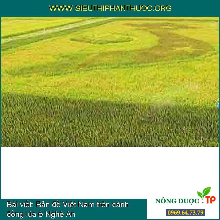 Bản đồ Việt Nam trên cánh đồng lúa ở Nghệ An