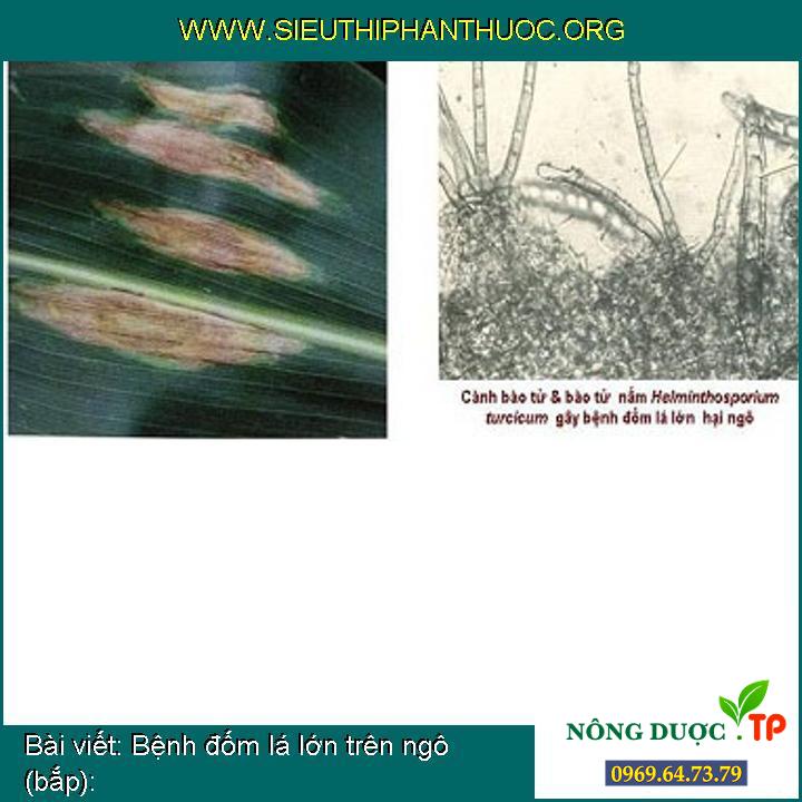 Bệnh đốm lá lớn trên ngô (bắp):