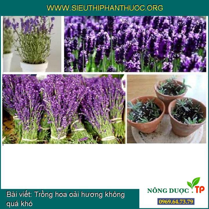 Trồng hoa oải hương không quá khó