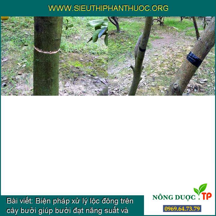 Biện pháp xử lý lộc đông trên cây bưởi giúp bưởi đạt năng suất và chất lượng