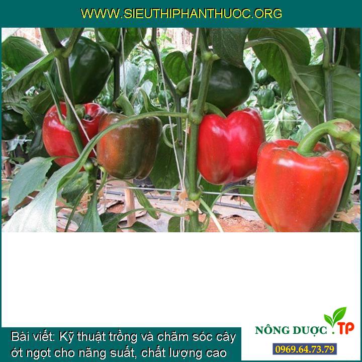 Kỹ thuật trồng và chăm sóc cây ớt ngọt cho năng suất, chất lượng cao