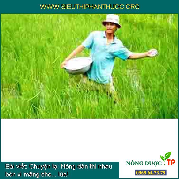 Chuyện lạ: Nông dân thi nhau bón xi măng cho... lúa!