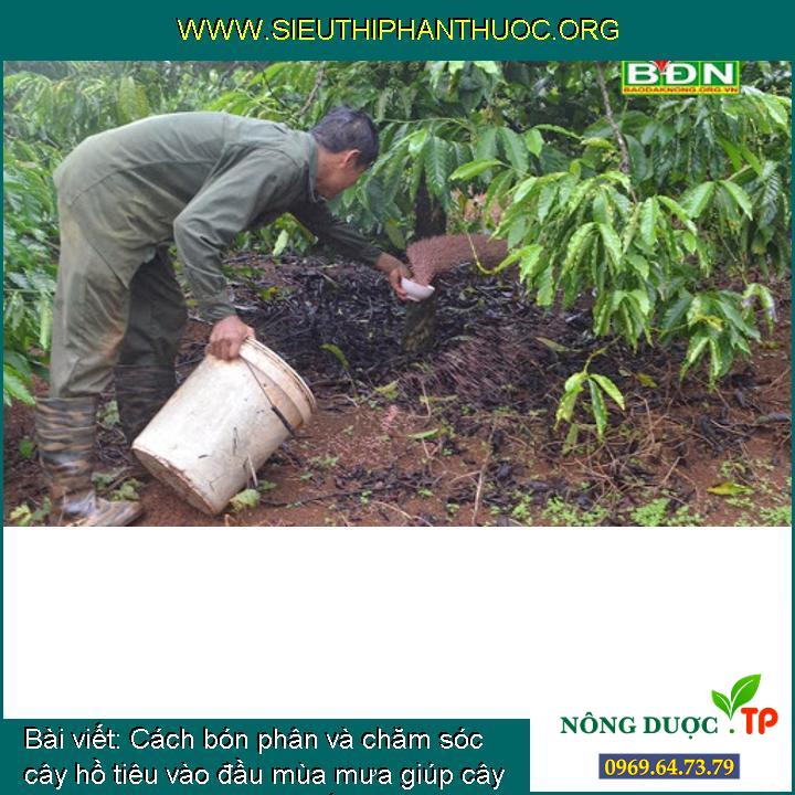 Cách bón phân và chăm sóc cây hồ tiêu vào đầu mùa mưa giúp cây khỏe mạnh, đạt năng suất cao