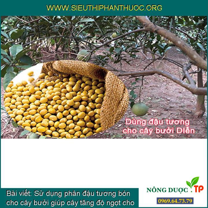 Sử dụng phân đậu tương bón cho cây bưởi giúp cây tăng độ ngọt cho quả