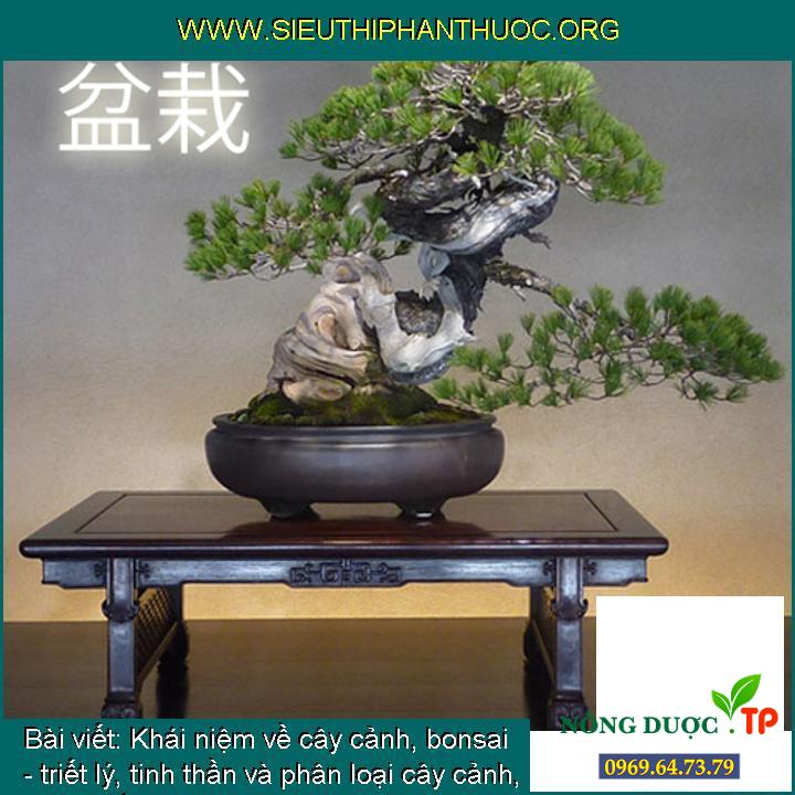 Khái niệm về cây cảnh, bonsai - triết lý, tinh thần và phân loại cây cảnh, dáng thế