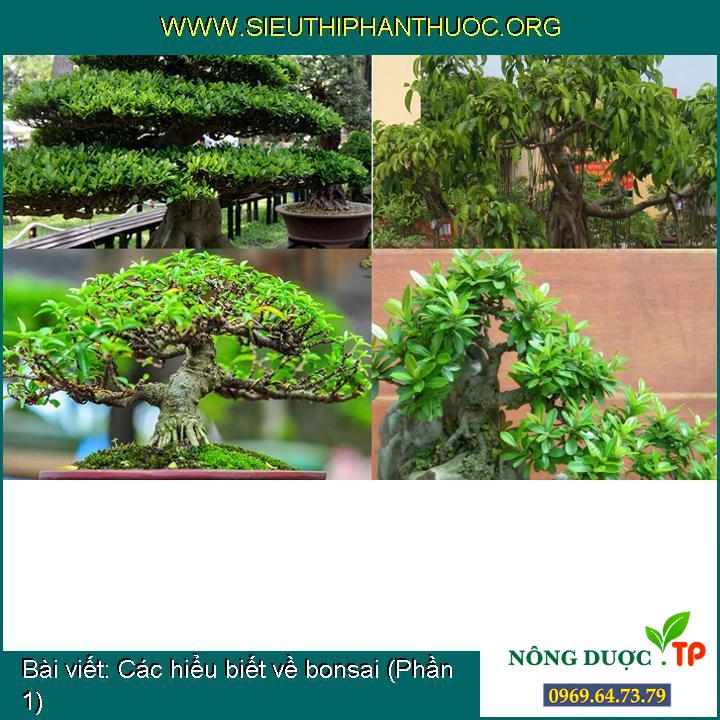 Các hiểu biết về bonsai (Phần 1)