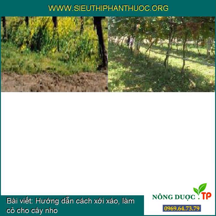 Hướng dẫn cách xới xáo, làm cỏ cho cây nho