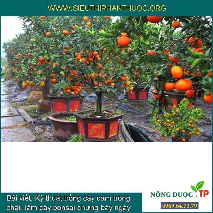 Kỹ thuật trồng cây cam trong chậu làm cây bonsai chưng bày ngày tết