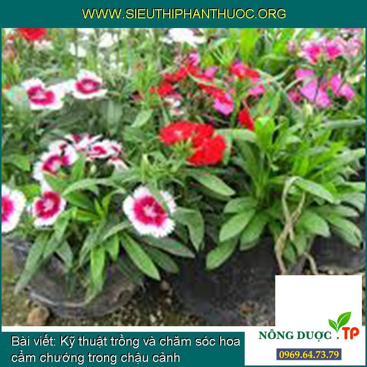 Kỹ thuật trồng và chăm sóc hoa cẩm chướng trong chậu cảnh
