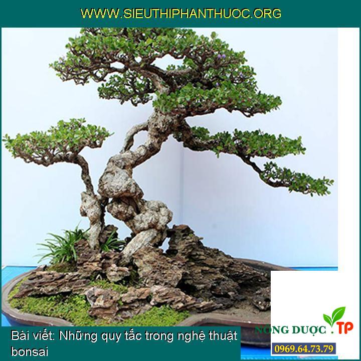 Những quy tắc trong nghệ thuật bonsai