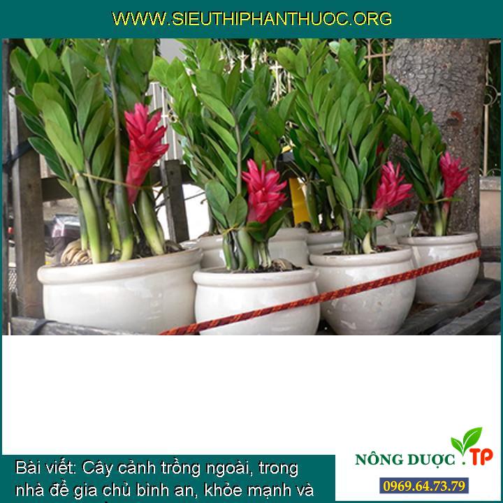 Cây cảnh trồng ngoài, trong nhà để gia chủ bình an, khỏe mạnh và phát tài (phần 1)