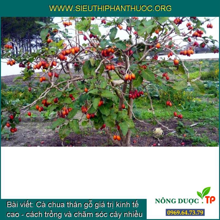 Cà chua thân gỗ giá trị kinh tế cao - cách trồng và chăm sóc cây nhiều quả