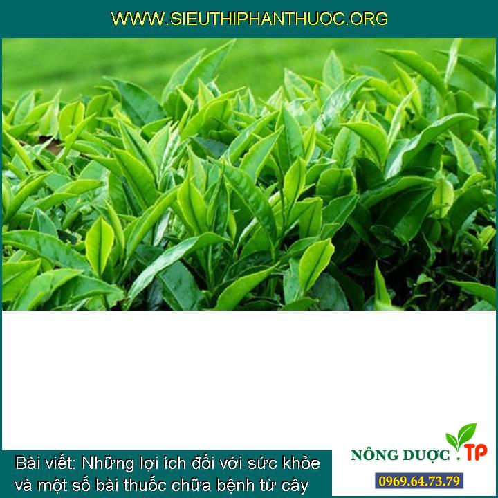 Những lợi ích đối với sức khỏe và một số bài thuốc chữa bệnh từ cây chè (trà)