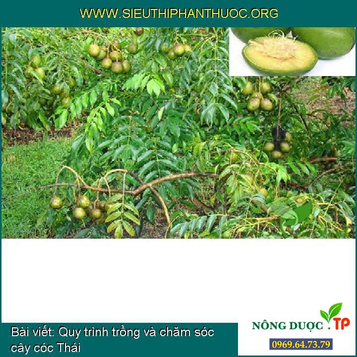 Quy trình trồng và chăm sóc cây cóc Thái