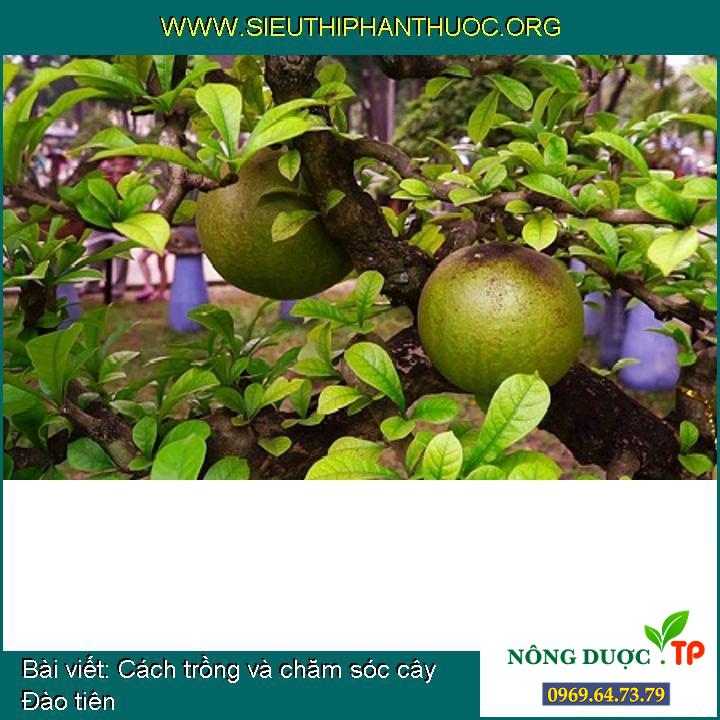 Cách trồng và chăm sóc cây Đào tiên