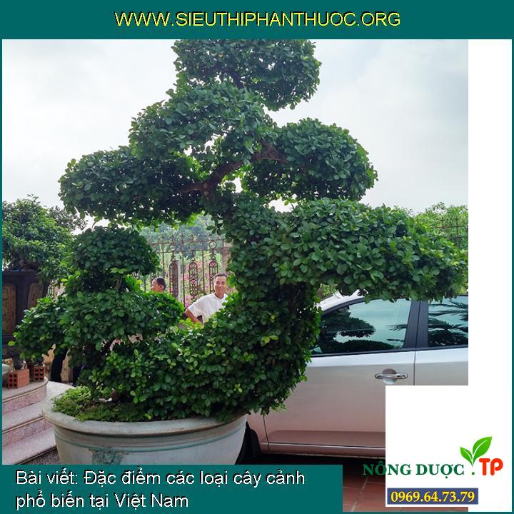 Đặc điểm các loại cây cảnh phổ biến tại Việt Nam - SIÊU THỊ PHÂN THUỐC