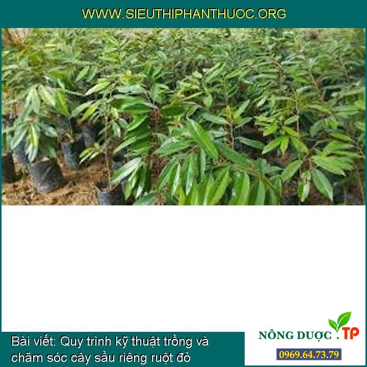 Quy trình kỹ thuật trồng và chăm sóc cây sầu riêng ruột đỏ