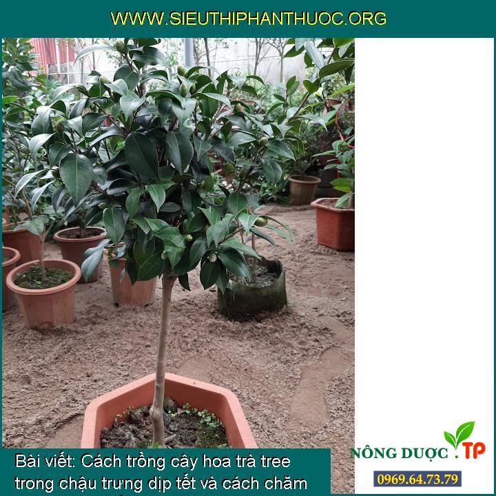 Cách trồng cây hoa trà tree trong chậu trưng dịp tết và cách chăm sóc cây sau tết