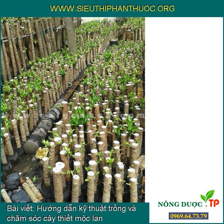 Hướng dẫn kỹ thuật trồng và chăm sóc cây thiết mộc lan