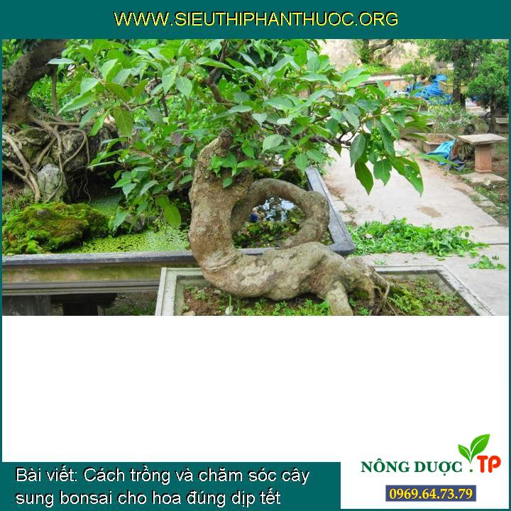 Cách trồng và chăm sóc cây sung bonsai cho hoa đúng dịp tết
