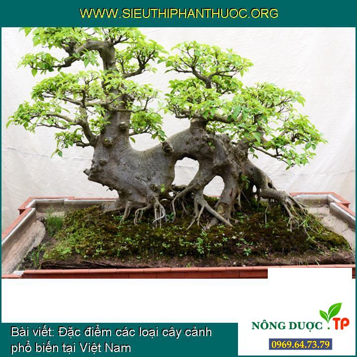 Đặc điểm các loại cây cảnh phổ biến tại Việt Nam