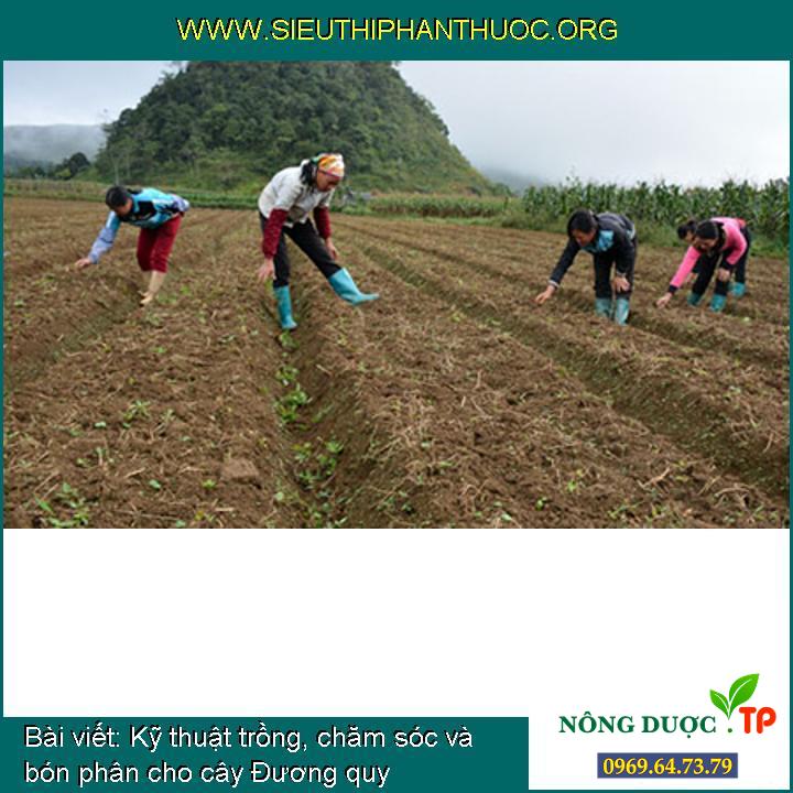 Kỹ thuật trồng, chăm sóc và bón phân cho cây Đương quy