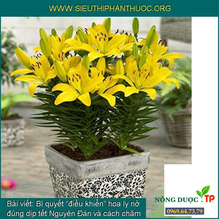 Bí quyết “điều khiển” hoa ly nở đúng dịp tết Nguyên Đán và cách chăm sóc cho hoa bền lâu hơn