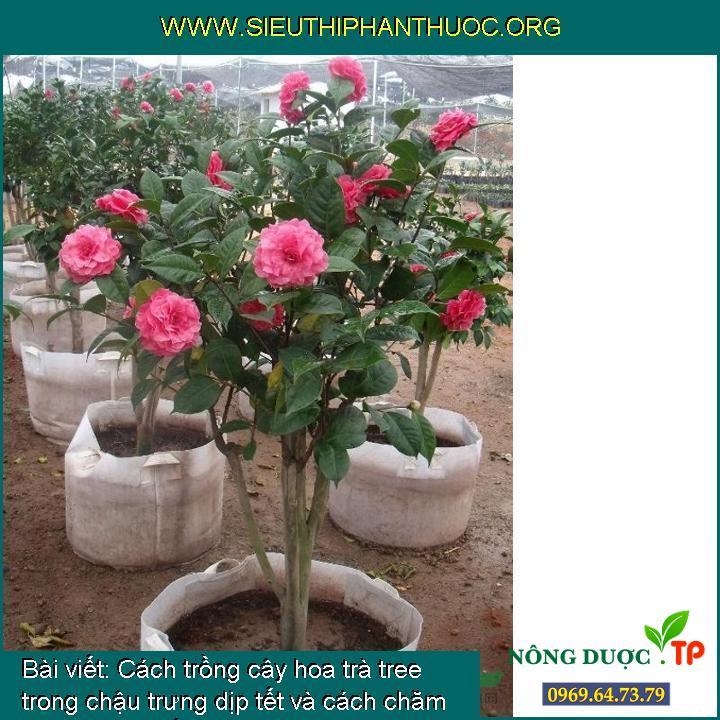 Cách trồng cây hoa trà tree trong chậu trưng dịp tết và cách chăm sóc cây sau tết