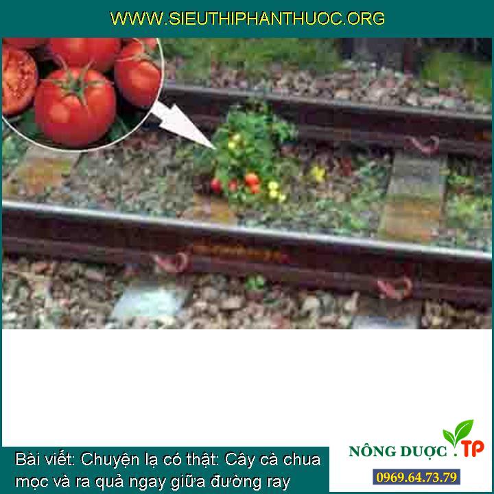 Chuyện lạ có thật: Cây cà chua mọc và ra quả ngay giữa đường ray
