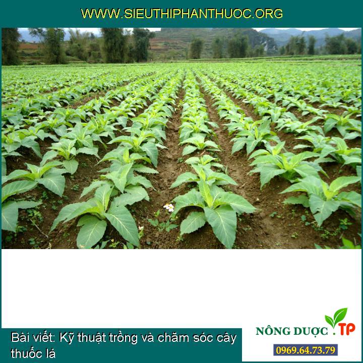 Kỹ thuật trồng và chăm sóc cây thuốc lá