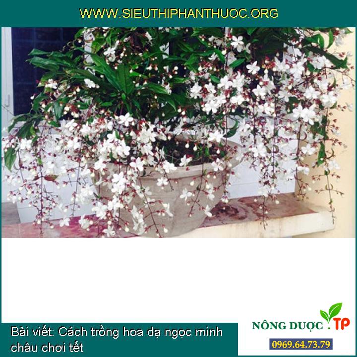 Cách trồng hoa dạ ngọc minh châu chơi tết