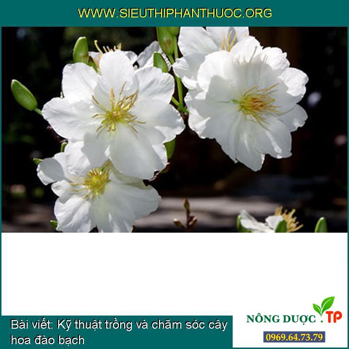 Kỹ thuật trồng và chăm sóc cây hoa đào bạch - SIÊU THỊ PHÂN THUỐC