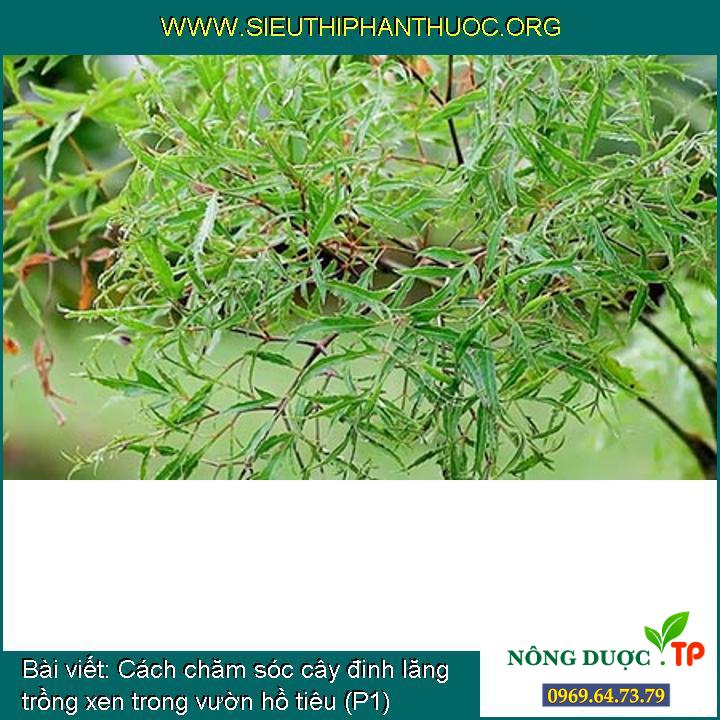 Cách chăm sóc cây đinh lăng trồng xen trong vườn hồ tiêu (P1)