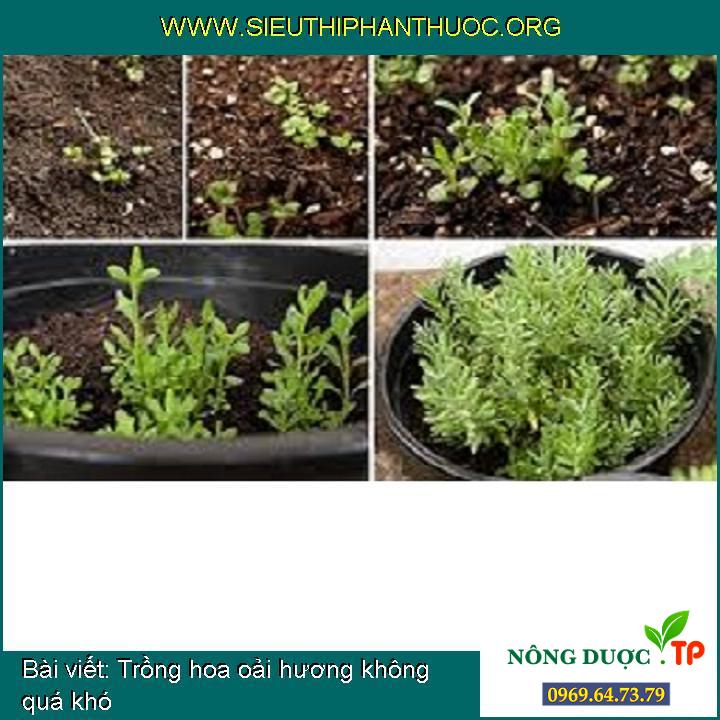 Trồng hoa oải hương không quá khó