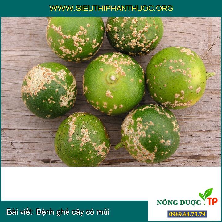 Bệnh ghẻ cây có múi